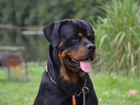 anjing rottweiler harga.